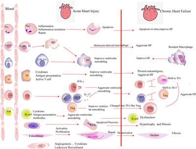 Regulatory T Cells in Chronic Heart Failure